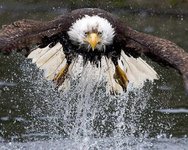Freedom Freedom