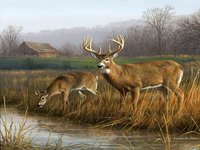 Deer Hunting Deer Hunting