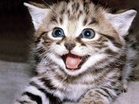 Cats Cats