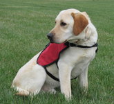 Service Dogs Service Dogs