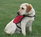 Service Dogs Service Dogs