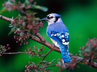 Bird Watching Bird Watching