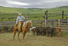 Ranching Ranching