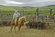 Ranching Ranching