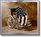 Disabled Veterans Disabled Veterans