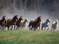 Horses and Horseback Riding Horses and Horseback Riding
