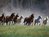 Horses and Horseback Riding Horses and Horseback Riding