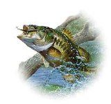 Bass Fishing Bass Fishing