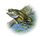 Bass Fishing Bass Fishing
