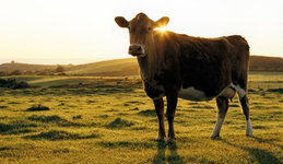Farming Farming