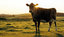 Farming Farming
