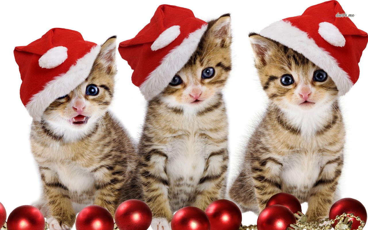 cat christmas wishes rallypoint