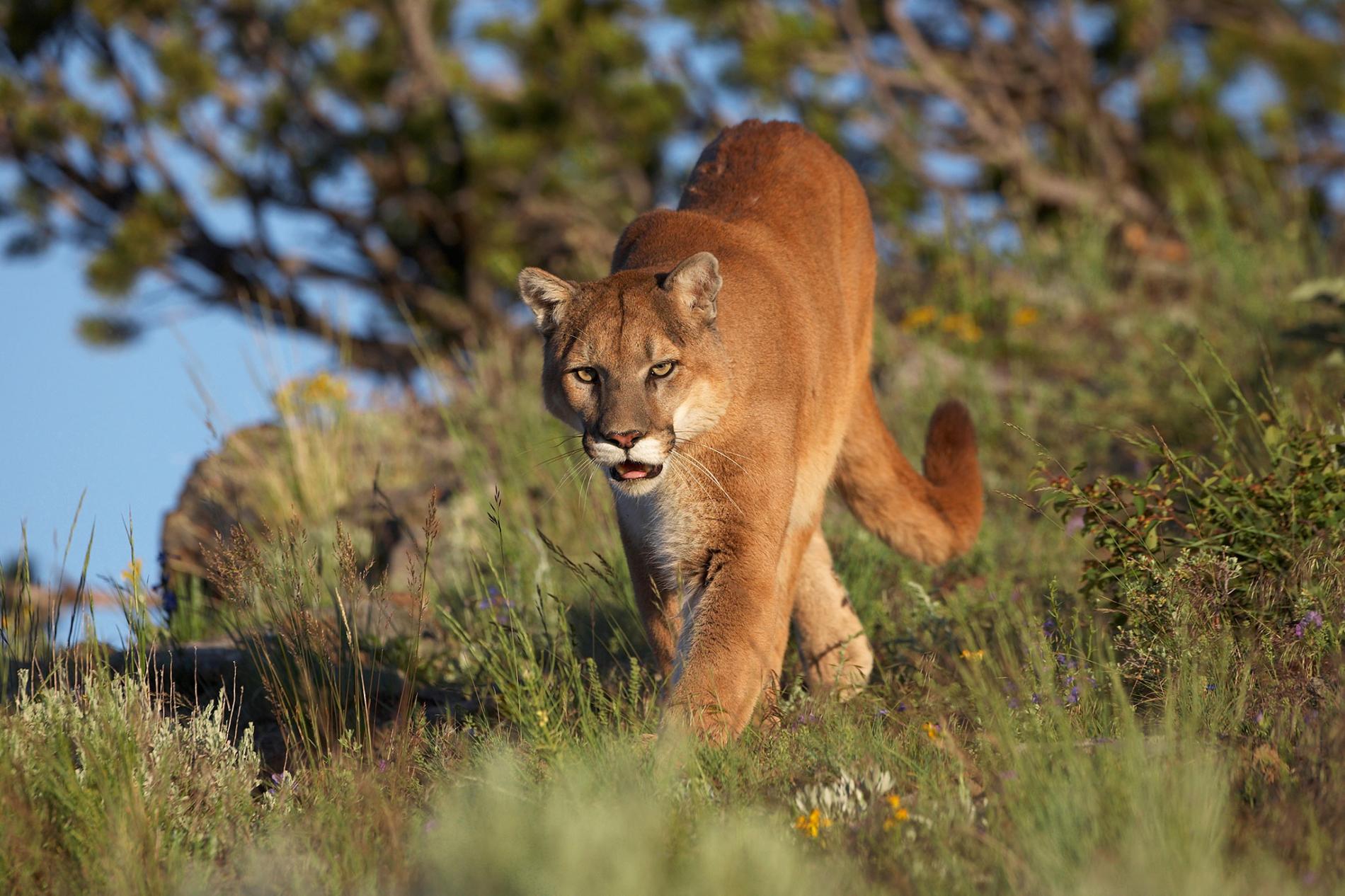 Cougar That Killed Cyclist Was Underweight, Likely Desperate RallyPoint