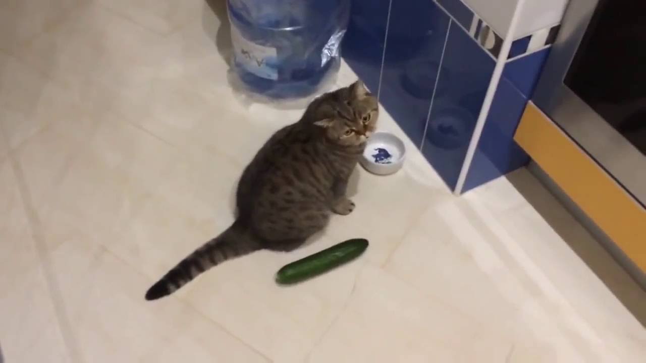 Funny cats scared of cucumbers cat vs cucumber compilation RallyPoint