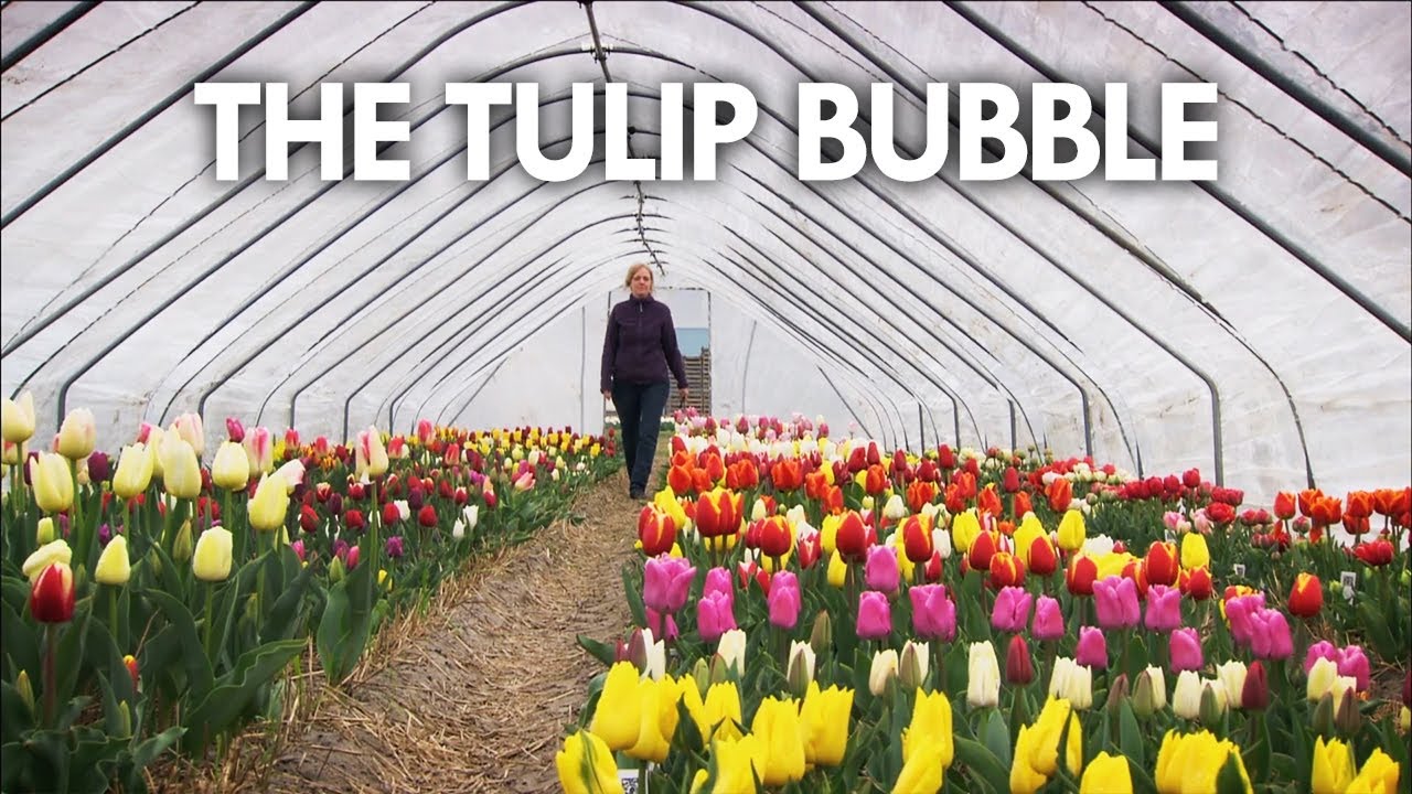 The Tulip Bubble DOCUMENTARY Flower Industry Tulip Business