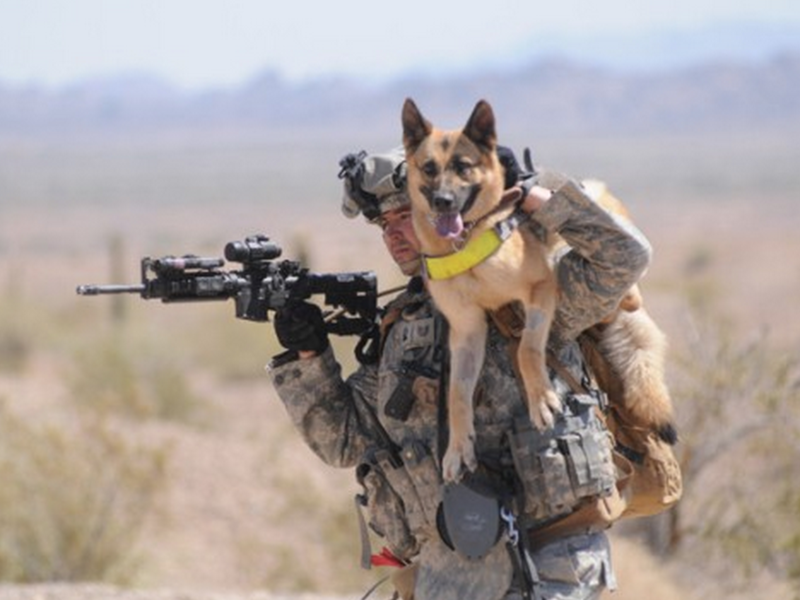 combat dogs wyden bill seeks to bring combat dogs home rallypoint combat dogs wyden bill seeks to bring combat dogs home rallypoint